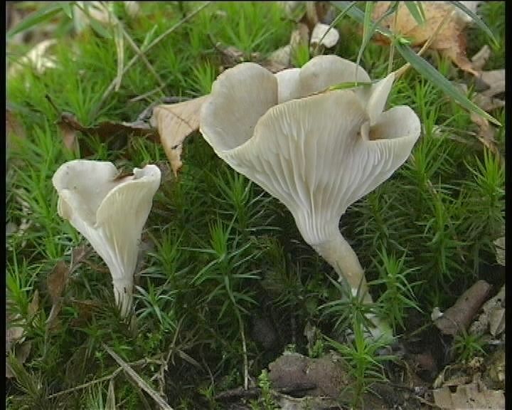 Clitocybe phaeophthalma var. gibboides (Raithelh.) Bon